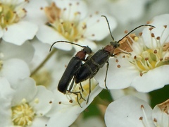 Grammoptera haematites