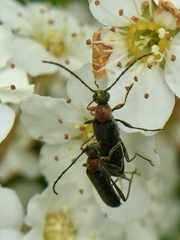 Grammoptera haematites