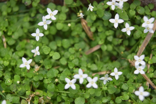 Oldenlandiopsis callitrichoides