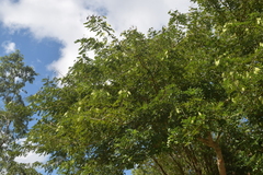 Lonchocarpus punctatus