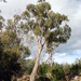 Black Peppermint - Photo (c) Natalie Tapson, some rights reserved (CC BY-NC-SA)