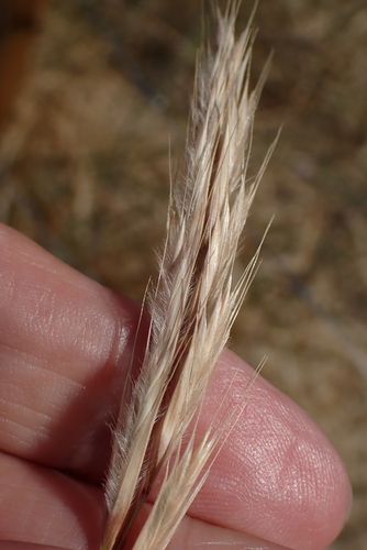 Image of Festuca ambigua by no rights reserved