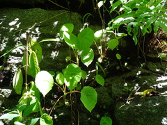 Begonia peltata, photograph (c) Alexis López Hernández, some rights reserved (CC BY)
