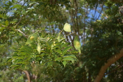 Lonchocarpus punctatus