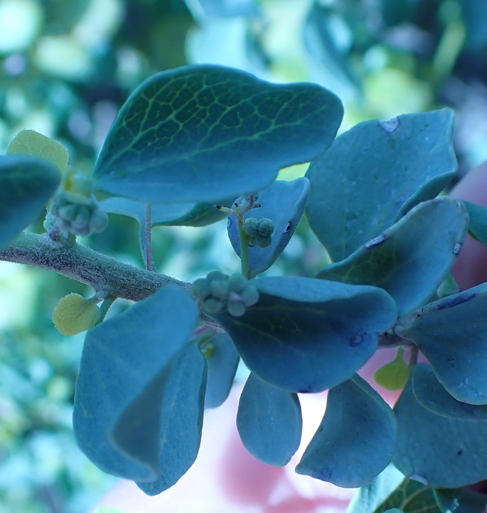 Cape Moonseed Vine from Wild and Free, Klein Karoo, Garden Route ...