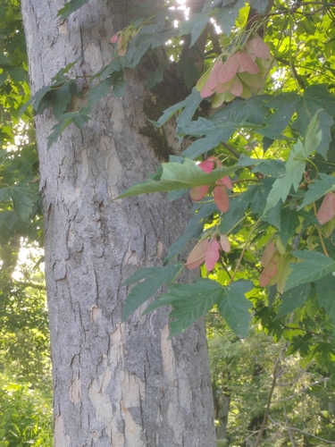 Image of Acer heldreichii by (c) Виктория Билоус, some rights reserved (CC BY)