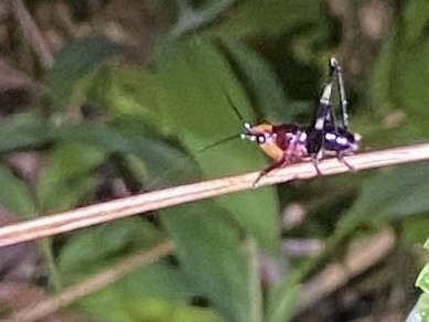 Black-kneed Meadow Katydid