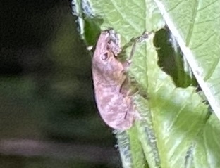 Lixus acutipennis