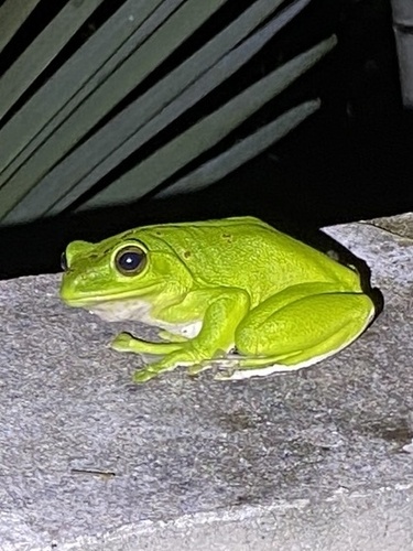 Chinese Flying Frog