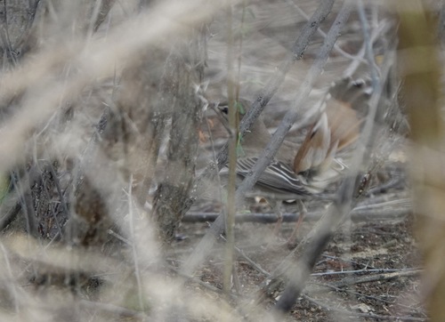 Rufous-tailed Scrub-Robin