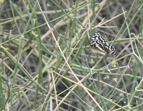 Citrus Swallowtail