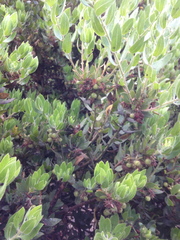 Arctostaphylos virgata