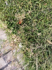 Cyanthillium cinereum