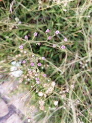 Cyanthillium cinereum