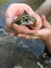 Graptemys pulchra