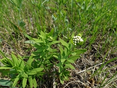 Comandra umbellata