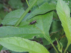 Tettigidea