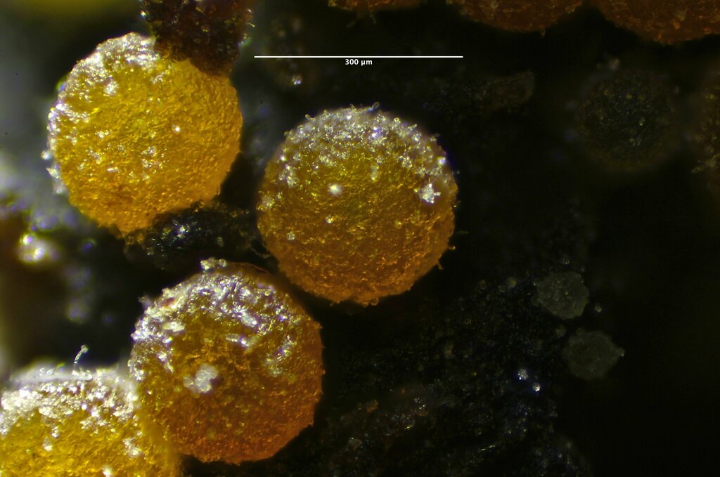 Hydropisphaera