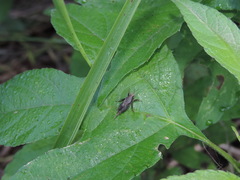 Tettigidea