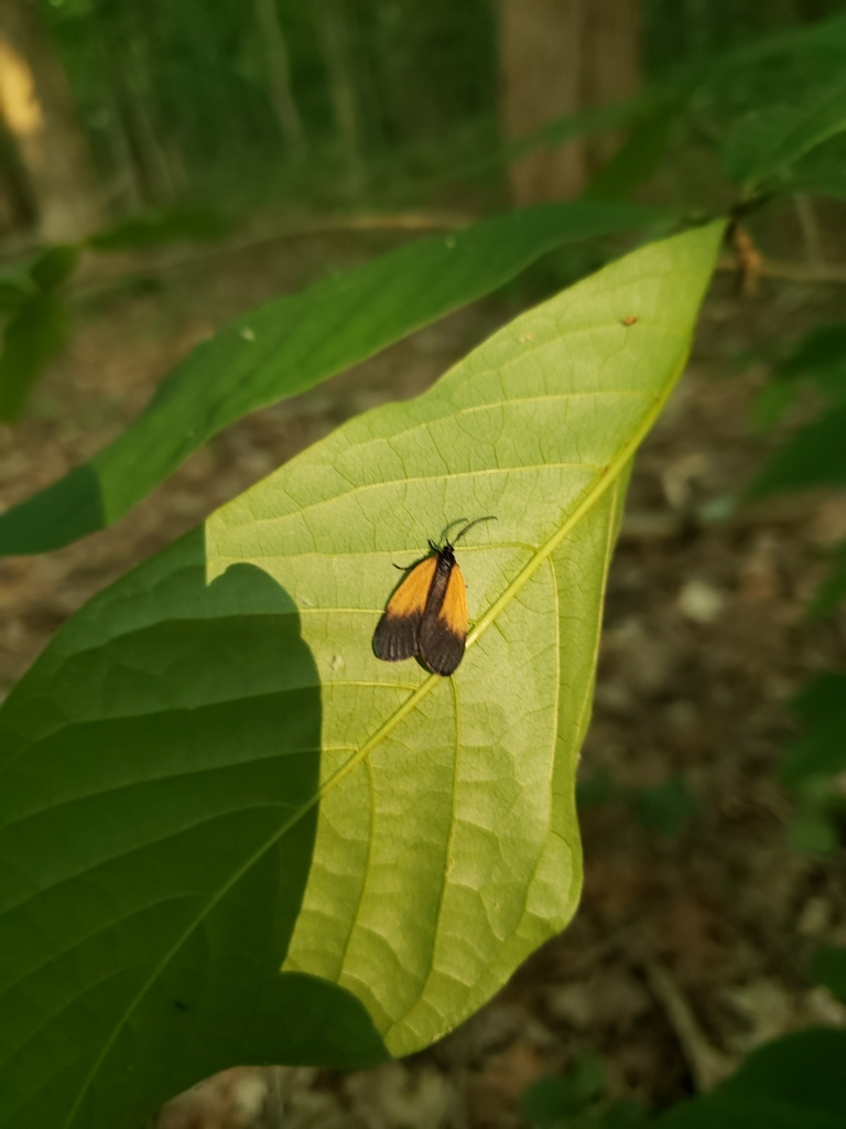 Orange-patched Smoky Moth from Jennings County, Muscatatuck National ...