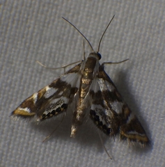 Chrysendeton medicinalis