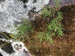 Phemeranthus mengesii