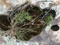 Phemeranthus mengesii