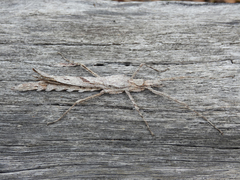 Xeroderus kirbyi