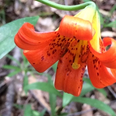 Lilium maritimum