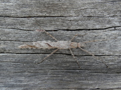 Xeroderus kirbyi