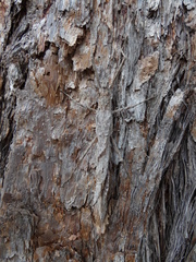 Xeroderus kirbyi