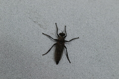 Lasiopogon