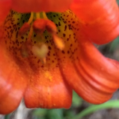 Lilium maritimum