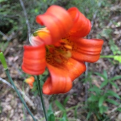 Lilium maritimum