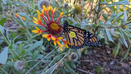 Monarch photographed in Oregon