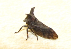 Microcentrus perditus