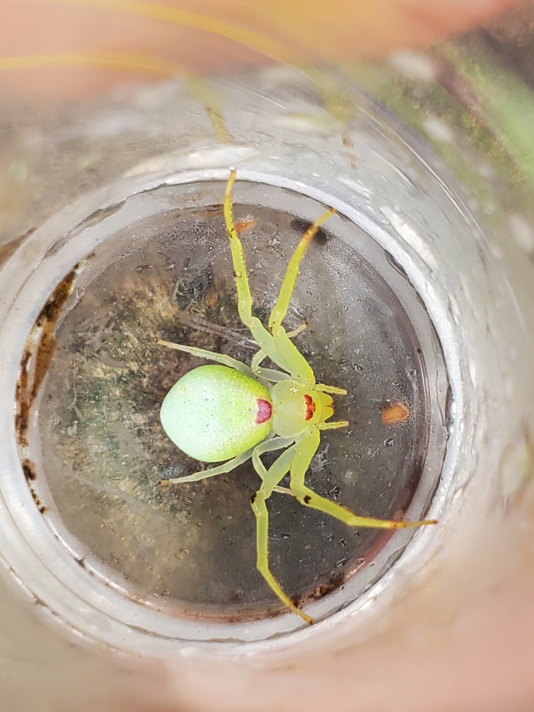 Misumena spinifera