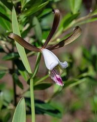 Cleistesiopsis oricamporum