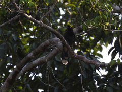 Cyanocorax heilprini