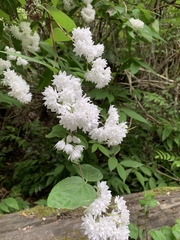 Deutzia