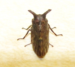 Microcentrus perditus