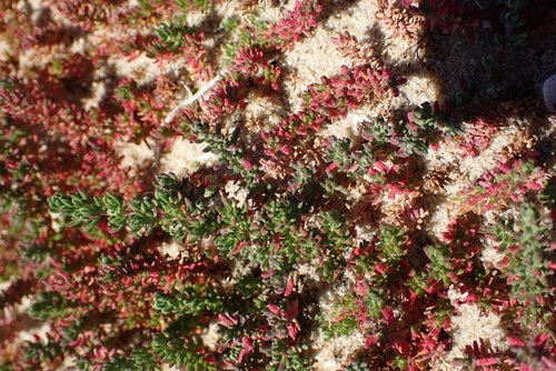 Image of Frankenia laevis by no rights reserved