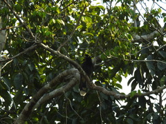 Cyanocorax heilprini