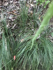 Xerophyllum asphodeloides
