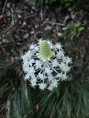 Xerophyllum asphodeloides