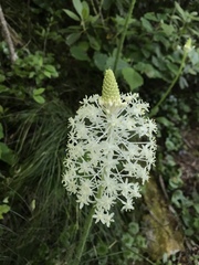 Xerophyllum asphodeloides