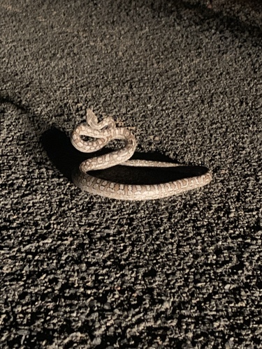 Inland Carpet Python sighting