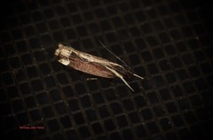 Chaliniastis astrapaea