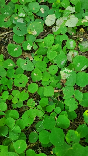 Image of Desmodium rotundifolium by (c) hr_dragonfly, some rights reserved (CC BY)