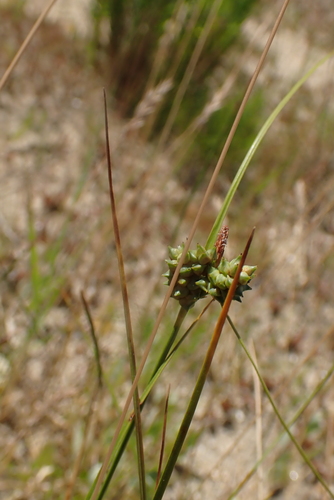 Image of Carex extensa by no rights reserved